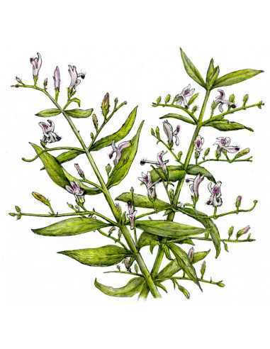 Právenka - extrakt 50 ml