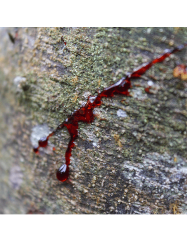 Dragon's Blood 25 ml