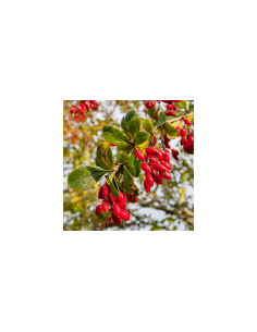 Entschlackender Strauch - Agracejo 80 g 2